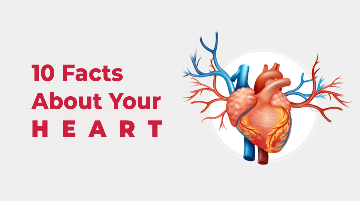 10 Facts About the Heart You Didn't Know